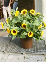 sonnenblume